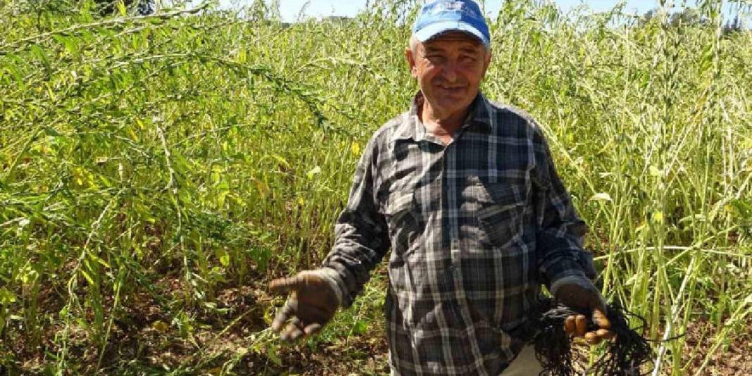 ‘Altın’ olarak anılıyor, 4.000 ton rekolte bekleniyor! Umutlu hasat başladı: Kilosu 140 TL ediyor 3